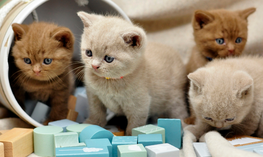 Merkmale und Pflege der Scottish Fold Katze