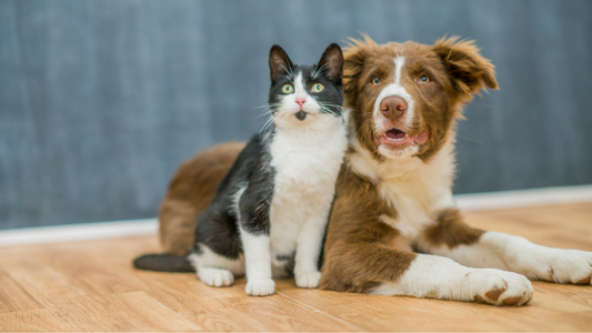 Die Bedeutung des Schnurrbartes bei Katzen und Hunden