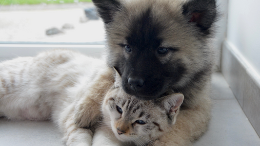 Dinge, die bei der Pflege von Katzen und Hunden zu beachten sind