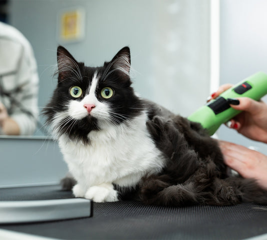 Wie kann man den Haarausfall bei Katzen verringern?