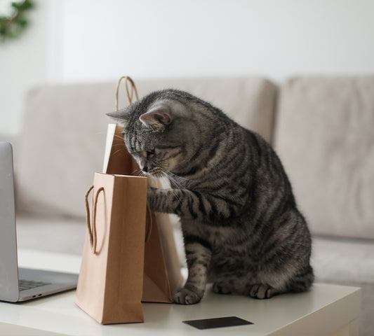 Vergessen Sie nicht, diese Liste zu überprüfen, bevor Sie für Ihre Katze einkaufen!