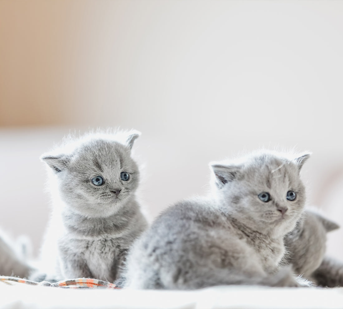 Lernen wir Britisch-Kurzhaar-Katzen näher kennen!