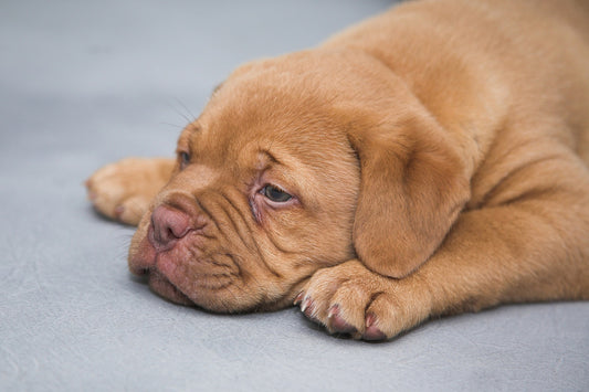 Hunde und ihre Bedürfnisse: Wie man die Bedürfnisse Ihres Hundes erfüllt