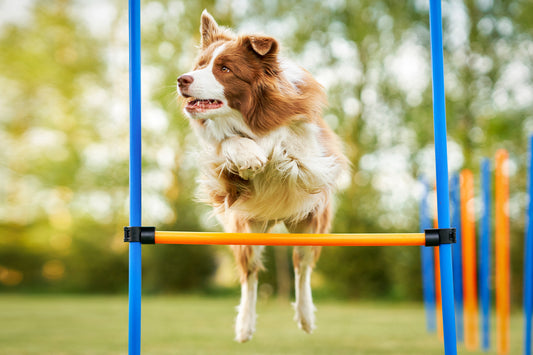 Wie wird das Hundetraining angeboten?