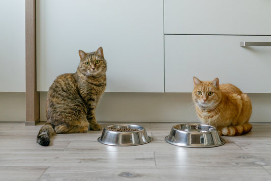 Einige Katzenrassen, die Sie zu Hause halten können