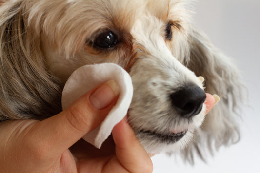 Ist Augenausfluss bei Hunden ein Zeichen für eine Krankheit? Ist mein Hund krank?