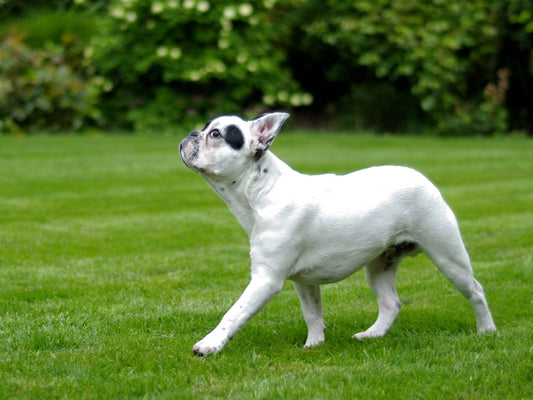 Hunde und Bewegung: Warum Bewegung wichtig ist und wie man Ihren Hund aktiv hält"