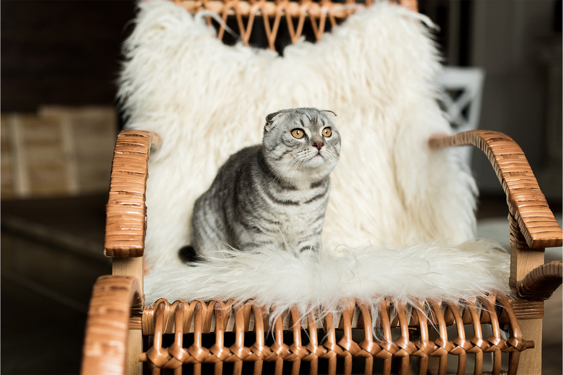 Was sind die Unterschiede zwischen Scottish Fold-Katzen?