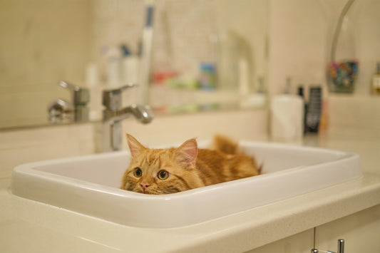 Kann ich meine Katze zu Hause baden?