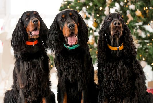 Begrüßen Sie die Rasse der Gordon Setter!