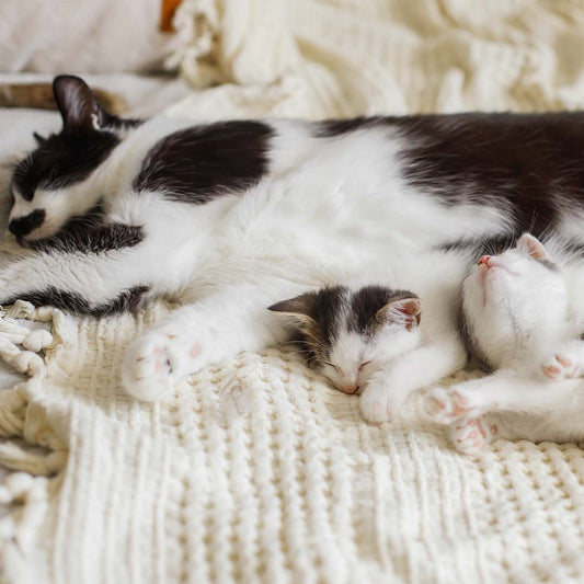 Wissenswertes nach der Geburt bei Katzen und Hunden