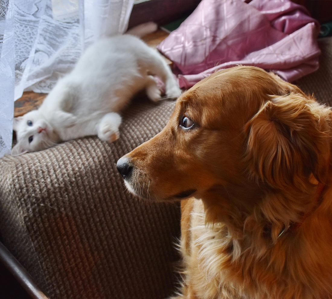 Koexistenz von Katzen und Hunden