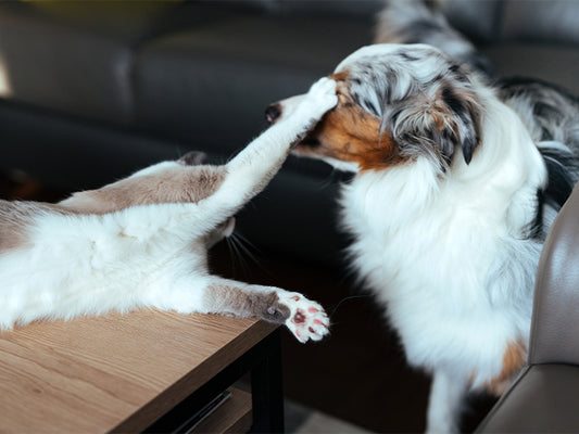 Können Katzen und Hunde im selben Haus leben?