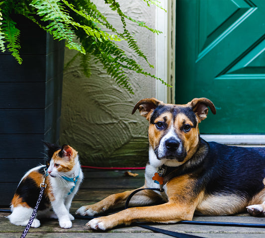 So reisen Sie mit Ihrer Katze und Ihrem Hund