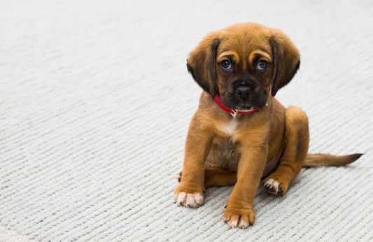 Hunde und Futterallergien: Wie man eine allergische Reaktion bei Ihrem Hund erkennt und behandelt