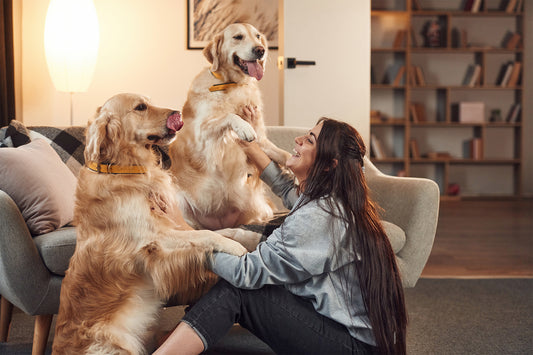 Keine Langeweile mehr, wenn Sie einen Hund zu Hause haben!