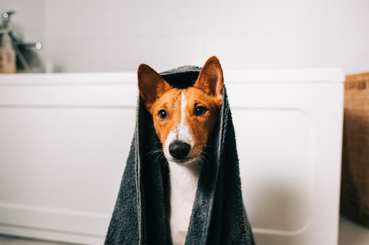 Das sollten Sie beachten, wenn Sie Ihren Hund zu Hause waschen!