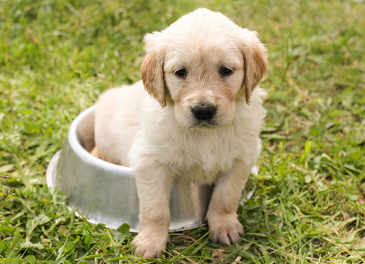 Hundetraining 101: Wie man einen gehorsamen Hund erzieht