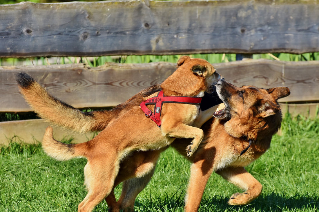 Hunde und Aggression: Wie man aggressive Verhaltensweisen bei Hunden erkennt und vermeidet