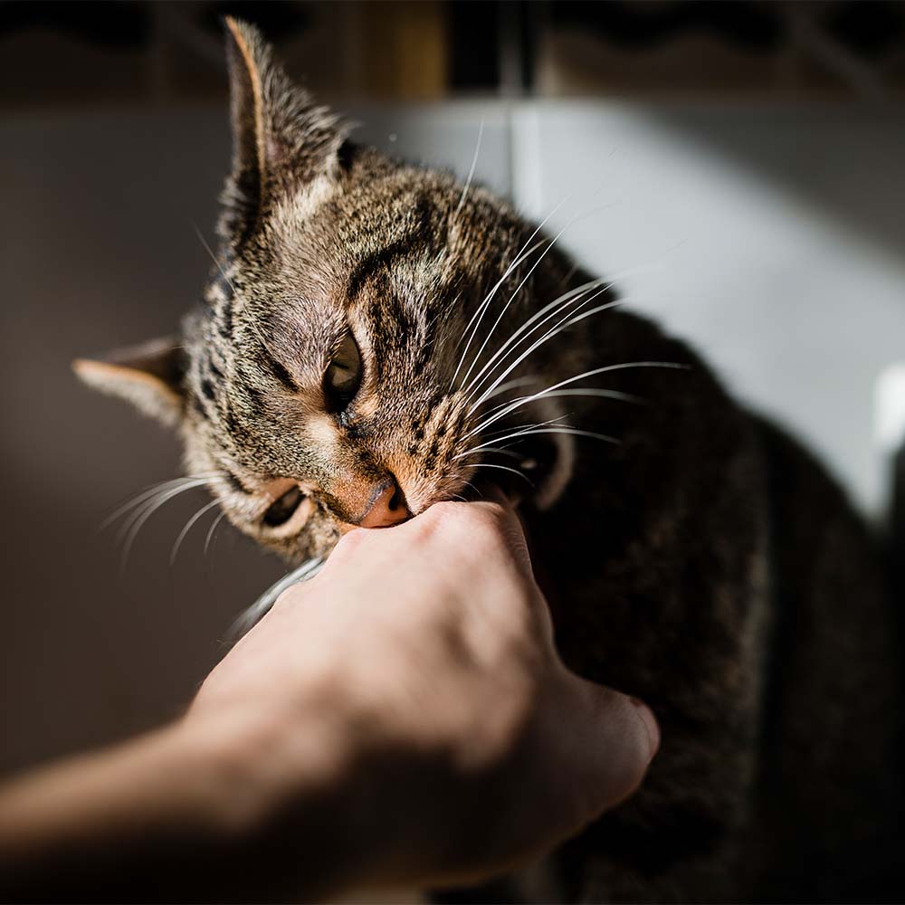 Wie man eine Katze richtig pflegt: Tipps und Tricks