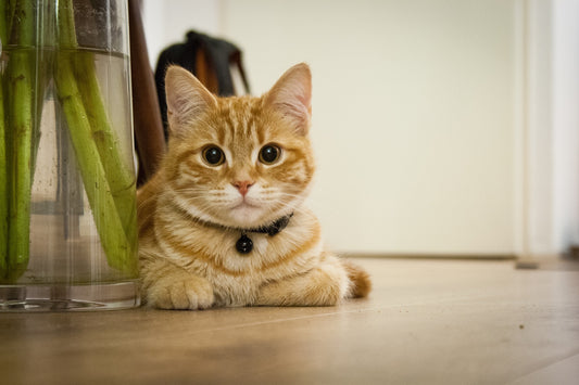 Wie man eine Katze glücklich und gesund hält